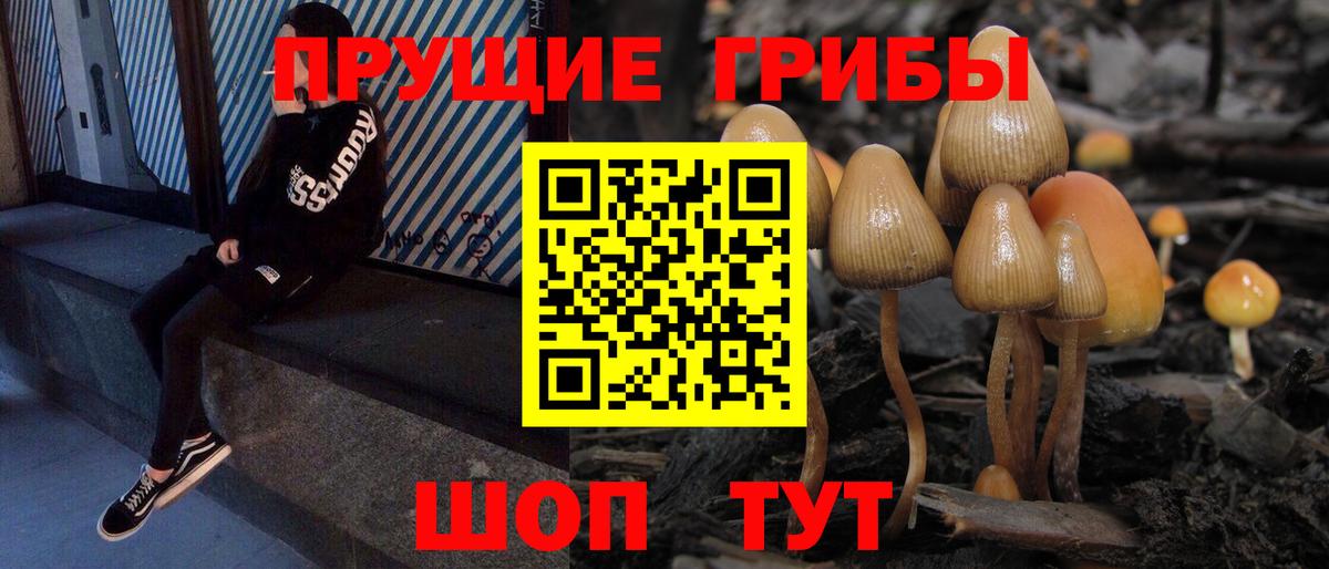 Псилоцибиновые грибы Cubensis  Галлюциногенные грибы Psilocybine cubensis  Вход с VPN  Осинники 